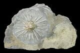 Fossil Crinoid (Eretmocrinus) - Gilmore City, Iowa #157213-1